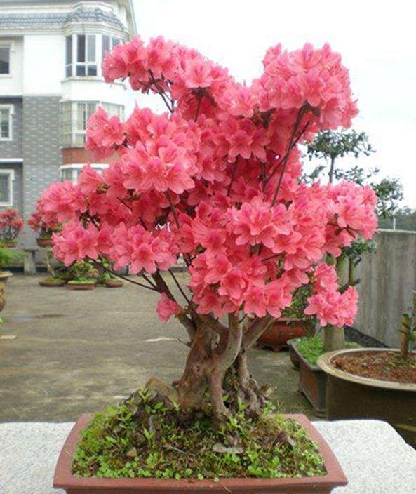 那棵被剪的杜鹃下山桩活了吗 图片