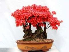 那棵被剪的杜鹃下山桩活了吗 图片