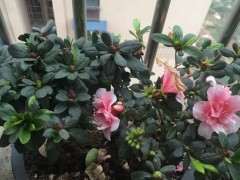 各种杜鹃下山桩都有什么优缺点 图片