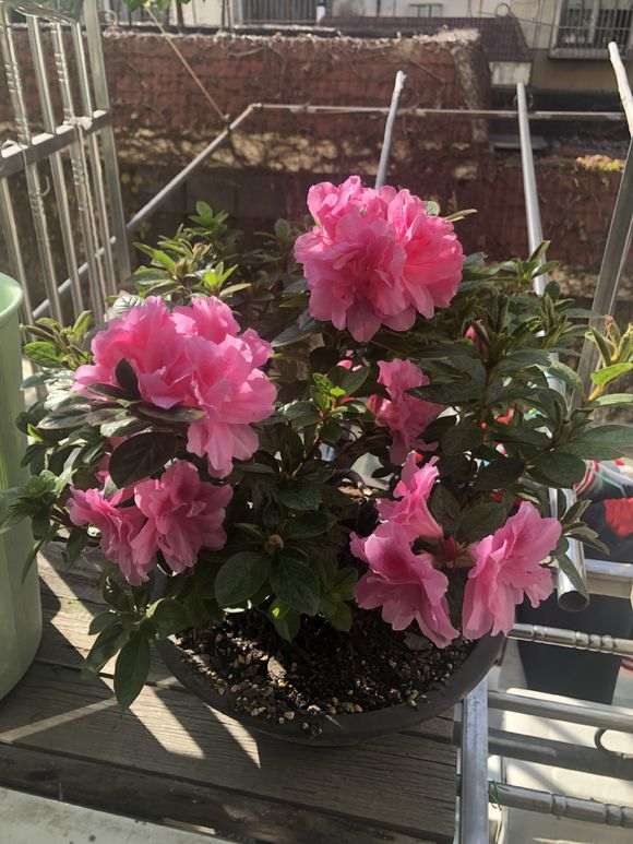 有种安酷杜鹃下山桩的的花友吗 图片