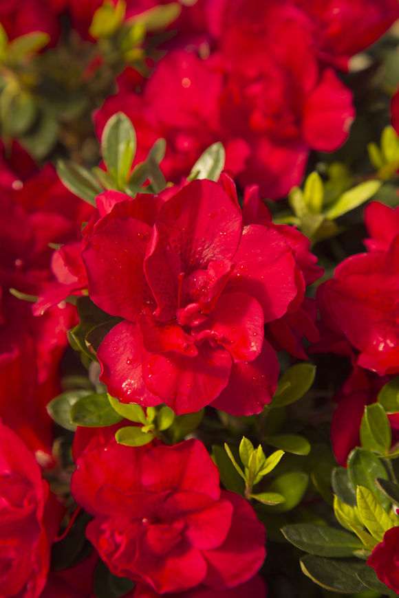 有种安酷杜鹃下山桩的的花友吗 图片