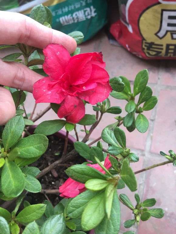 有种安酷杜鹃下山桩的的花友吗 图片