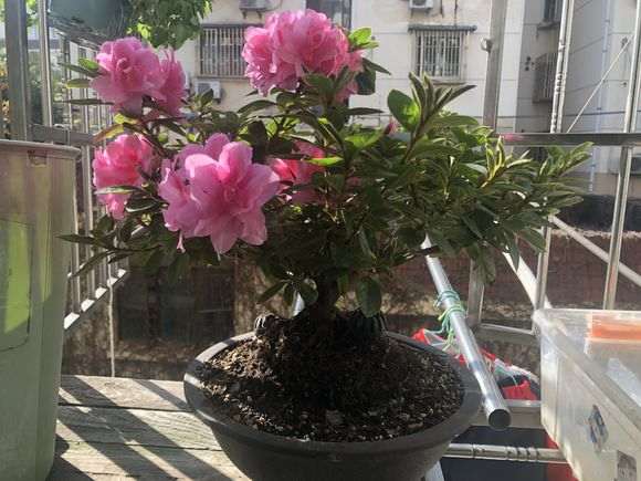 有种安酷杜鹃下山桩的的花友吗 图片