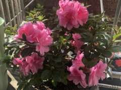 有种安酷杜鹃下山桩的的花友吗 图片