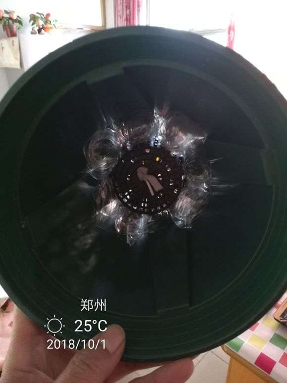 杜鹃花下山桩怎么洗根上盆的方法