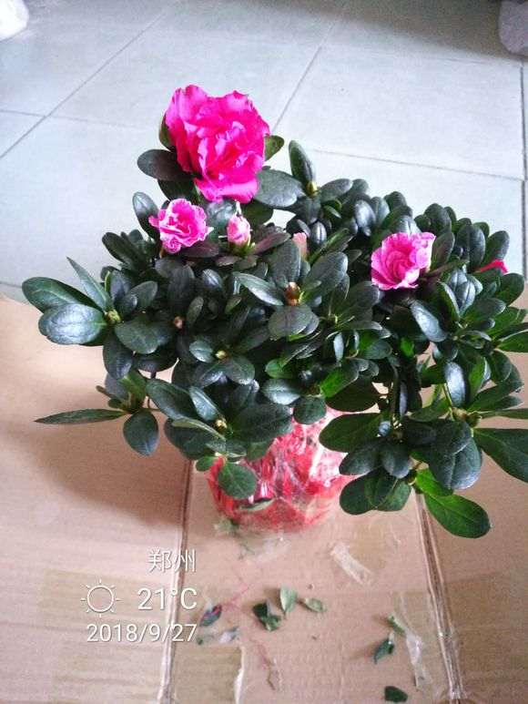杜鹃花下山桩怎么洗根上盆的方法