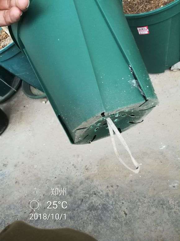 杜鹃花下山桩怎么洗根上盆的方法