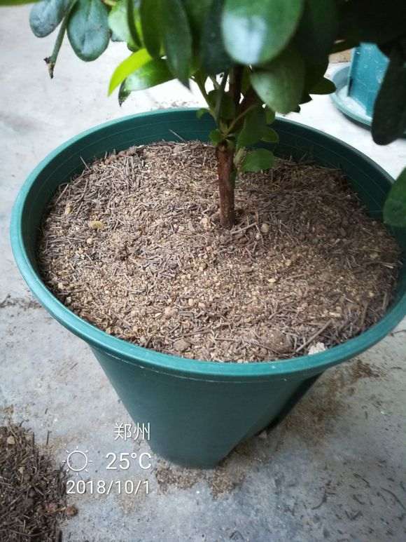 杜鹃花下山桩怎么洗根上盆的方法