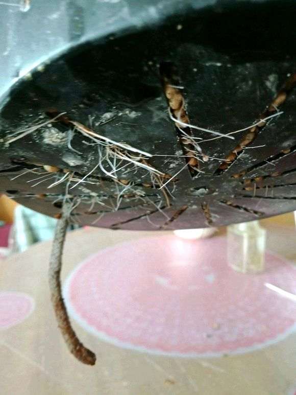 杜鹃花下山桩怎么洗根上盆的方法