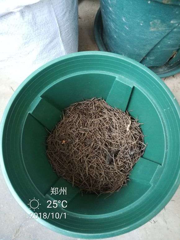 杜鹃花下山桩怎么洗根上盆的方法