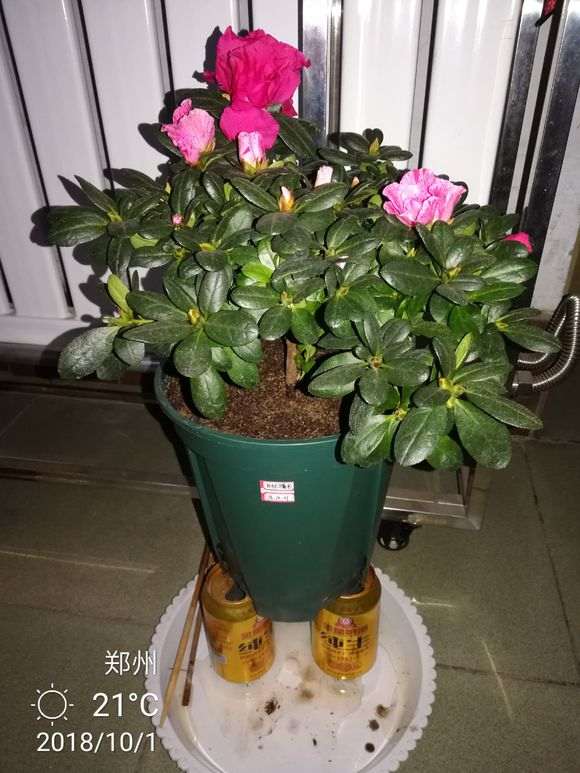 杜鹃花下山桩怎么洗根上盆的方法