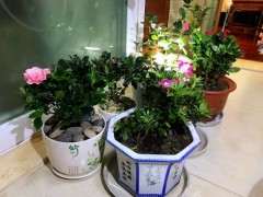 为什么杜鹃下山桩用偏干盆土养护 图片