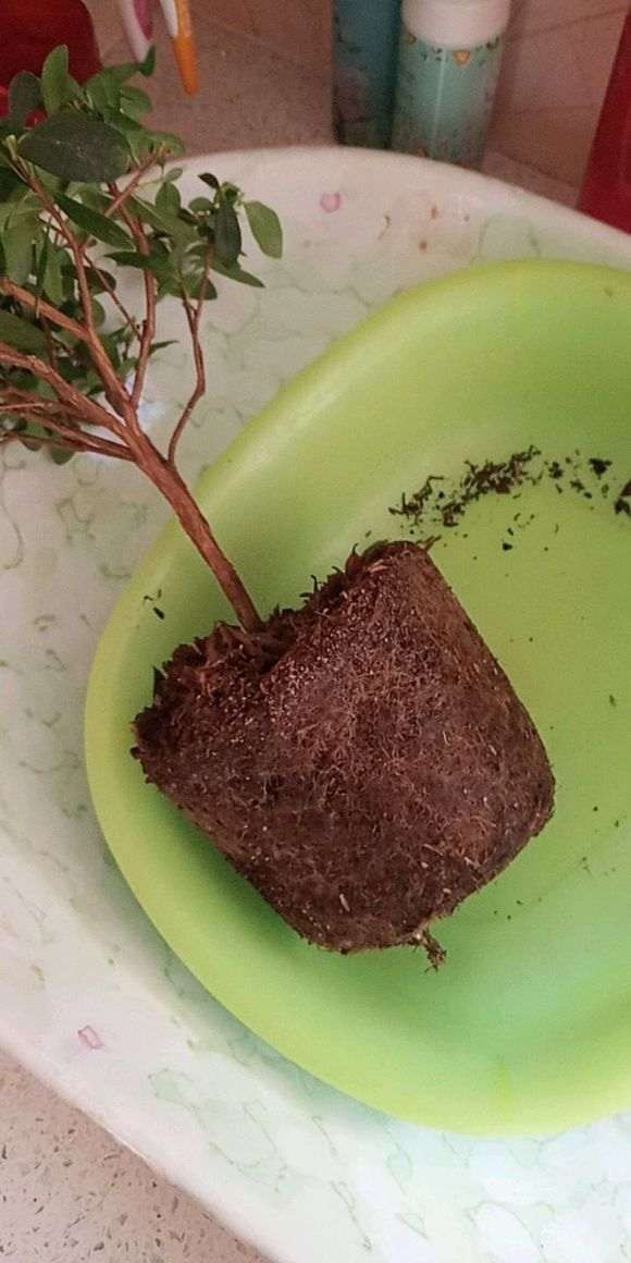图解 椰糠杜鹃下山桩怎么洗根的方法