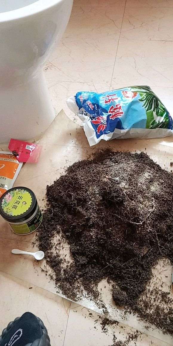 图解 椰糠杜鹃下山桩怎么洗根的方法
