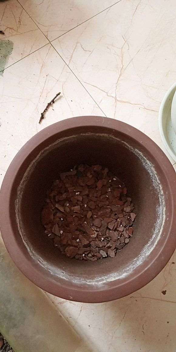 图解 椰糠杜鹃下山桩怎么洗根的方法