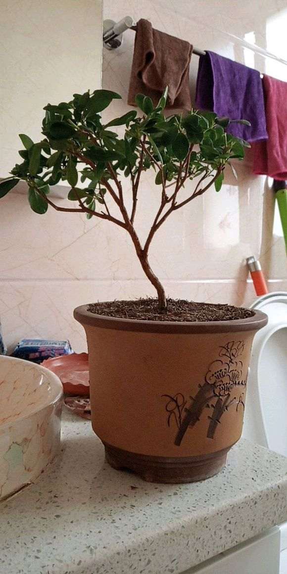 图解 椰糠杜鹃下山桩怎么洗根的方法