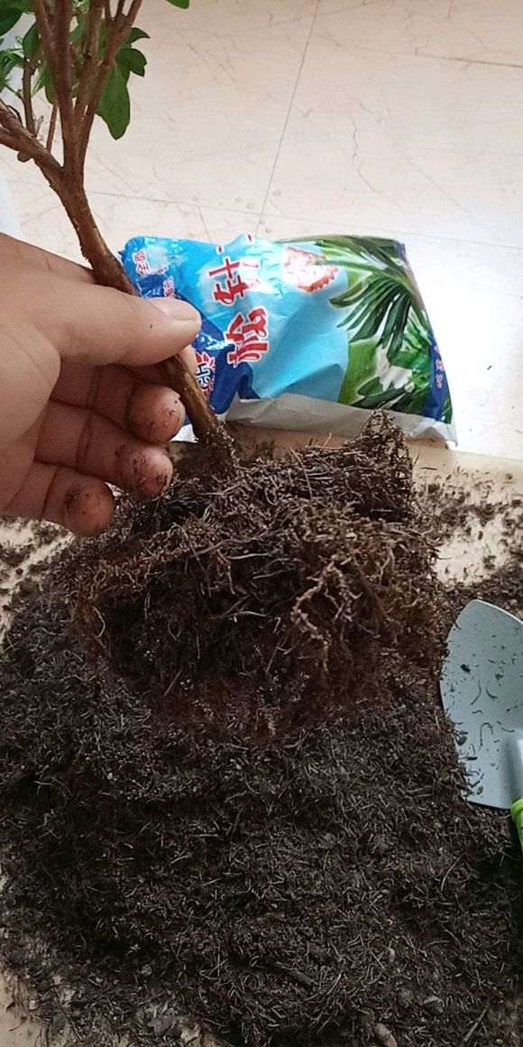 图解 椰糠杜鹃下山桩怎么洗根的方法