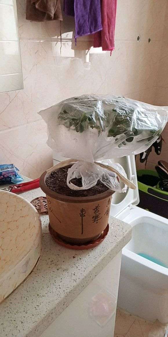 图解 椰糠杜鹃下山桩怎么洗根的方法