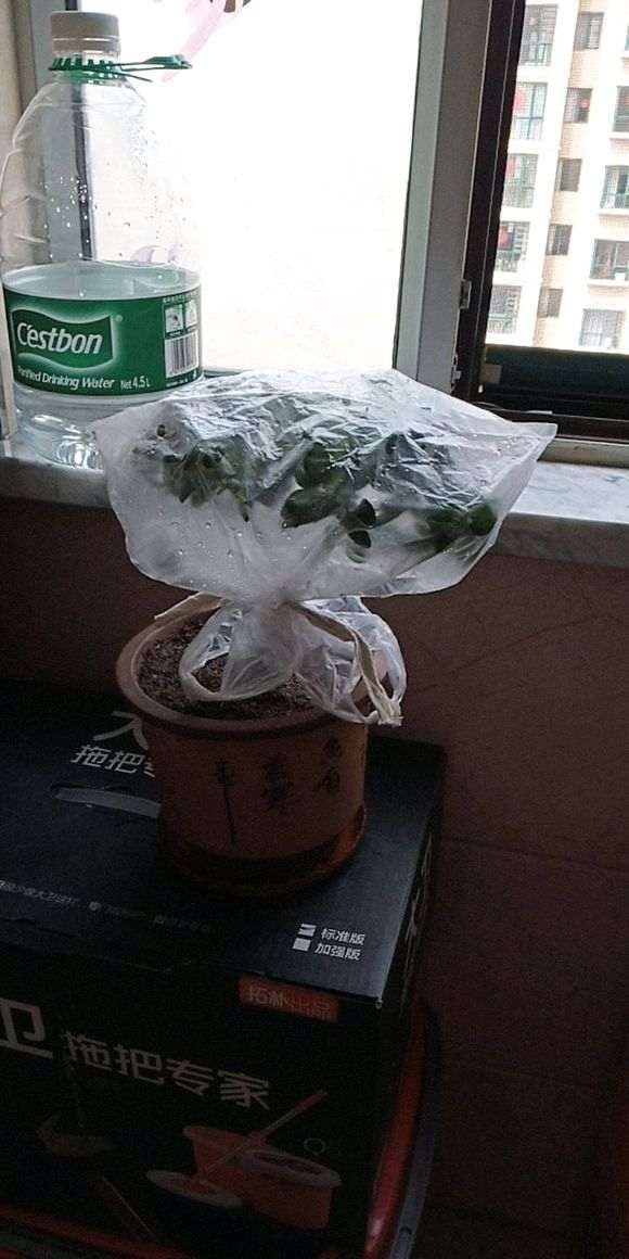 图解 椰糠杜鹃下山桩怎么洗根的方法