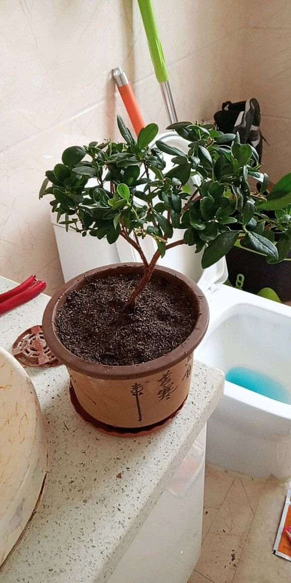图解 椰糠杜鹃下山桩怎么洗根的方法