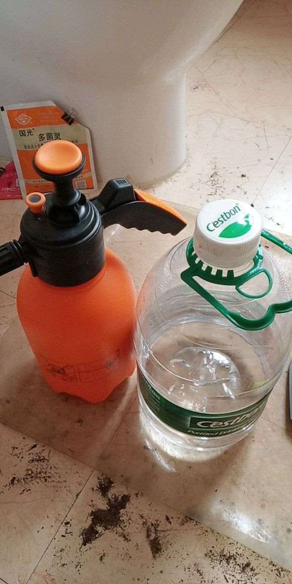 楼主 你洗根的杜鹃下山桩可以吗了