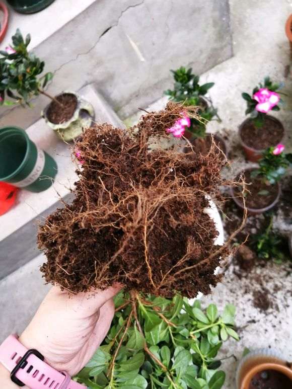 杜鹃下山桩没洗后怎么上盆的方法 图片