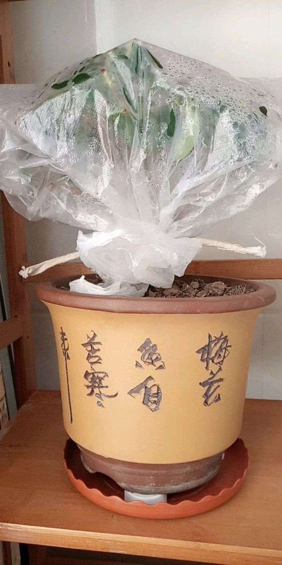 杜鹃下山桩没洗后怎么上盆的方法 图片