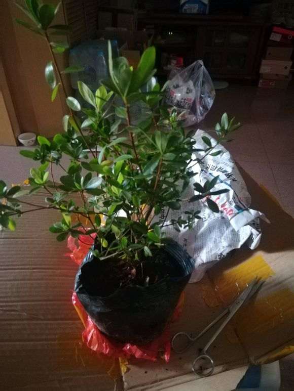 杜鹃下山桩没洗后怎么上盆的方法