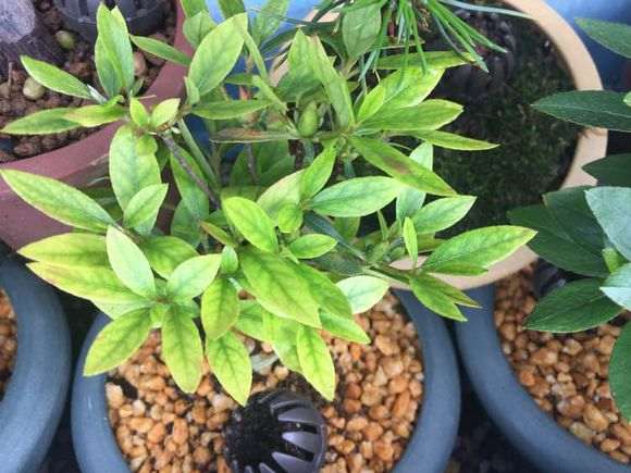 杜鹃下山桩叶子发黄是什么原因