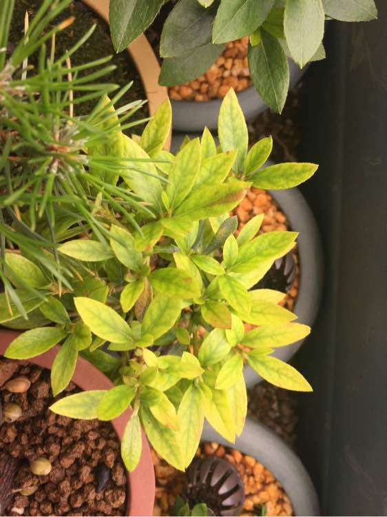 杜鹃下山桩叶子发黄是什么原因