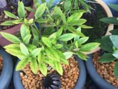 杜鹃下山桩叶子发黄是什么原因 图片