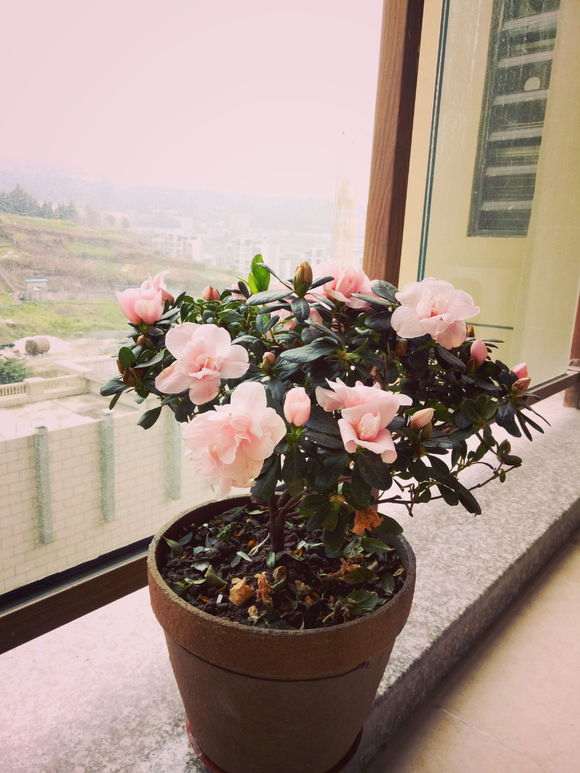 为什么水苔养杜鹃下山桩 十分稳定又好爆盆