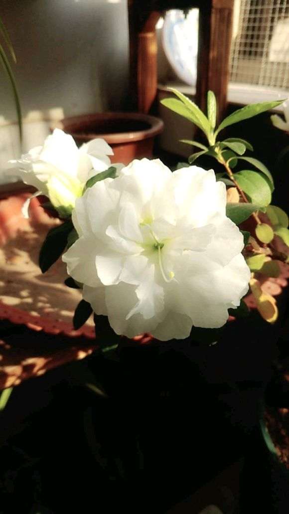 为什么水苔养杜鹃下山桩 十分稳定又好爆盆