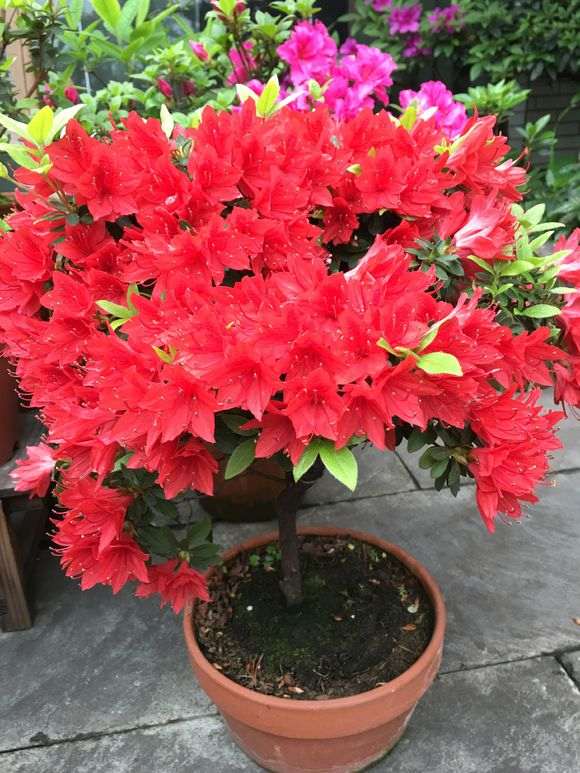 为什么水苔养杜鹃下山桩 十分稳定又好爆盆