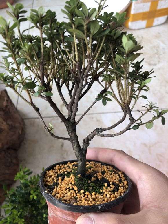 杜鹃下山桩怎么洗根换盆的过程