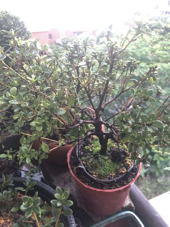 杜鹃下山桩怎么洗根换盆的过程