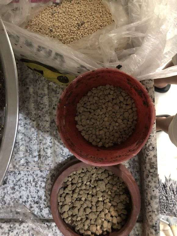 杜鹃下山桩怎么洗根换盆的过程