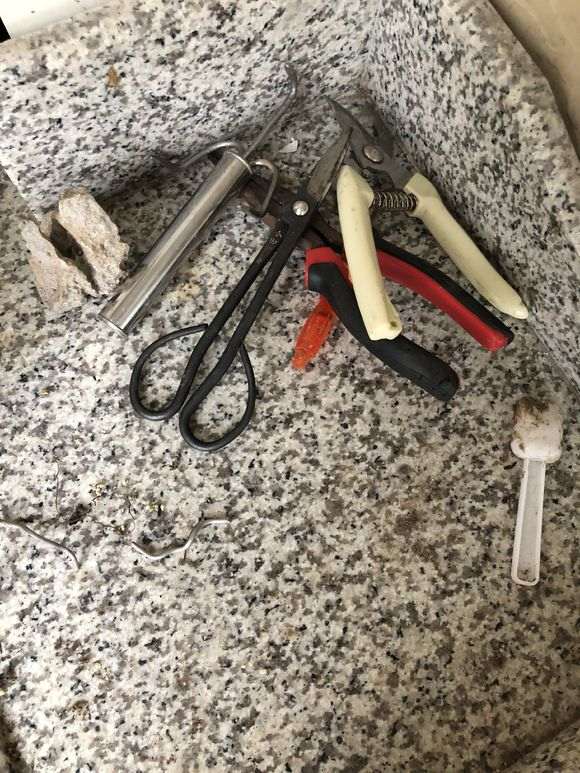 杜鹃下山桩怎么洗根换盆的过程