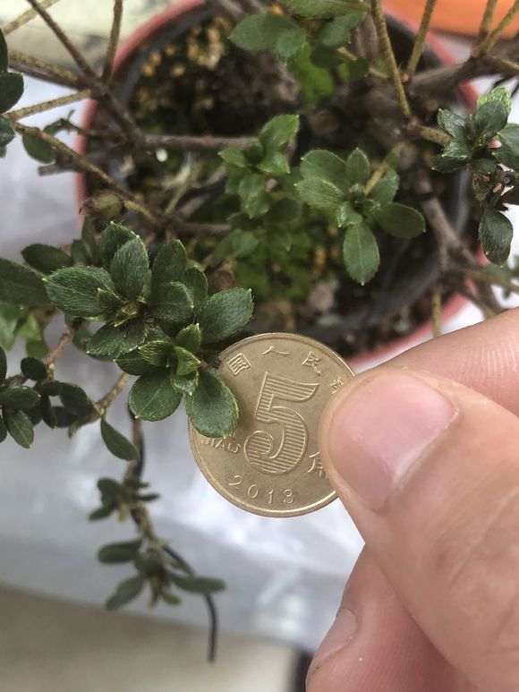 杜鹃下山桩怎么洗根换盆的过程