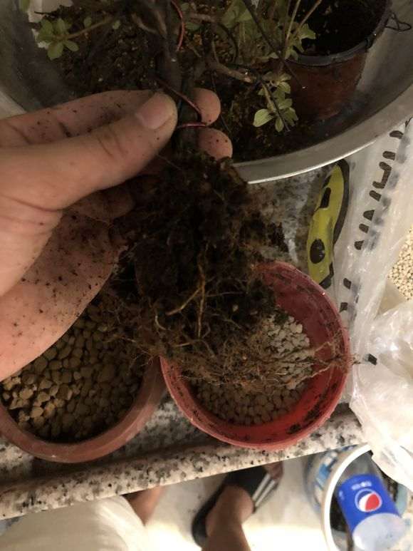 杜鹃下山桩怎么洗根换盆的过程