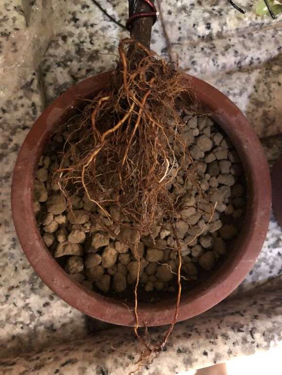 杜鹃下山桩怎么洗根换盆的过程