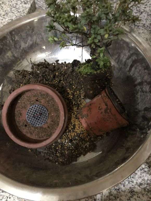 杜鹃下山桩怎么洗根换盆的过程