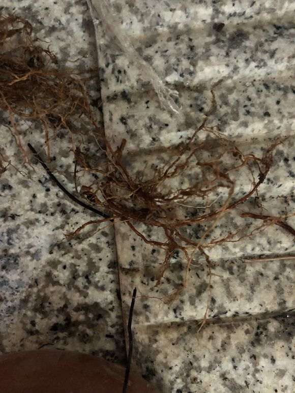 杜鹃下山桩怎么洗根换盆的过程