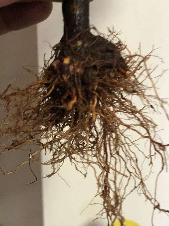 杜鹃下山桩怎么洗根换盆的过程