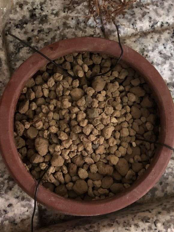 杜鹃下山桩怎么洗根换盆的过程