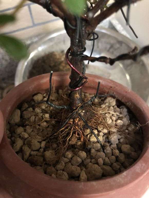 杜鹃下山桩怎么洗根换盆的过程