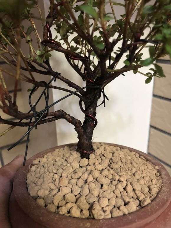 杜鹃下山桩怎么洗根换盆的过程