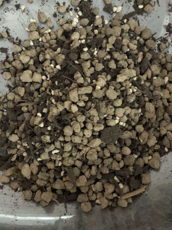 杜鹃下山桩怎么洗根换盆的过程