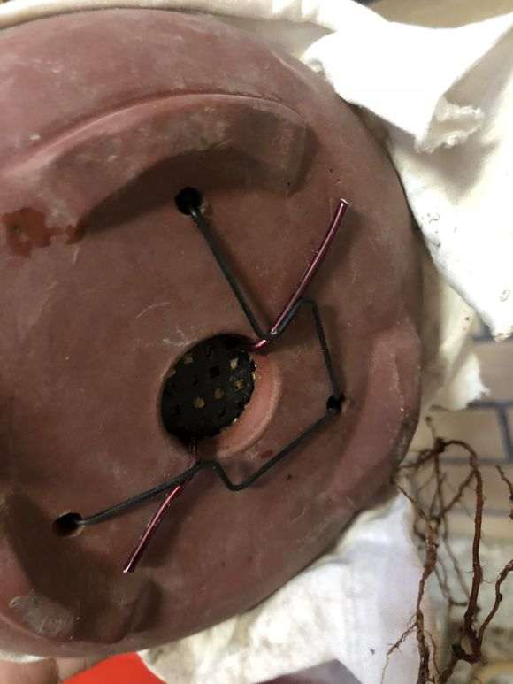 杜鹃下山桩怎么洗根换盆的过程