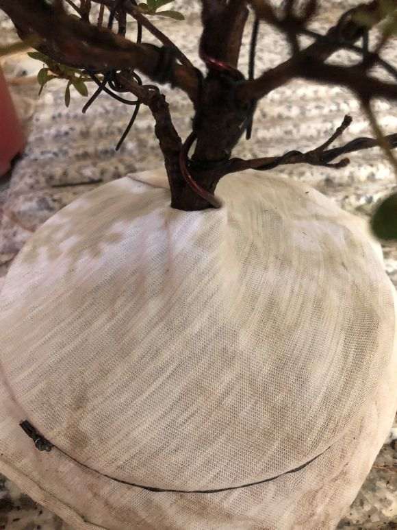 杜鹃下山桩怎么洗根换盆的过程